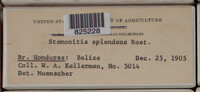 Stemonitis splendens image